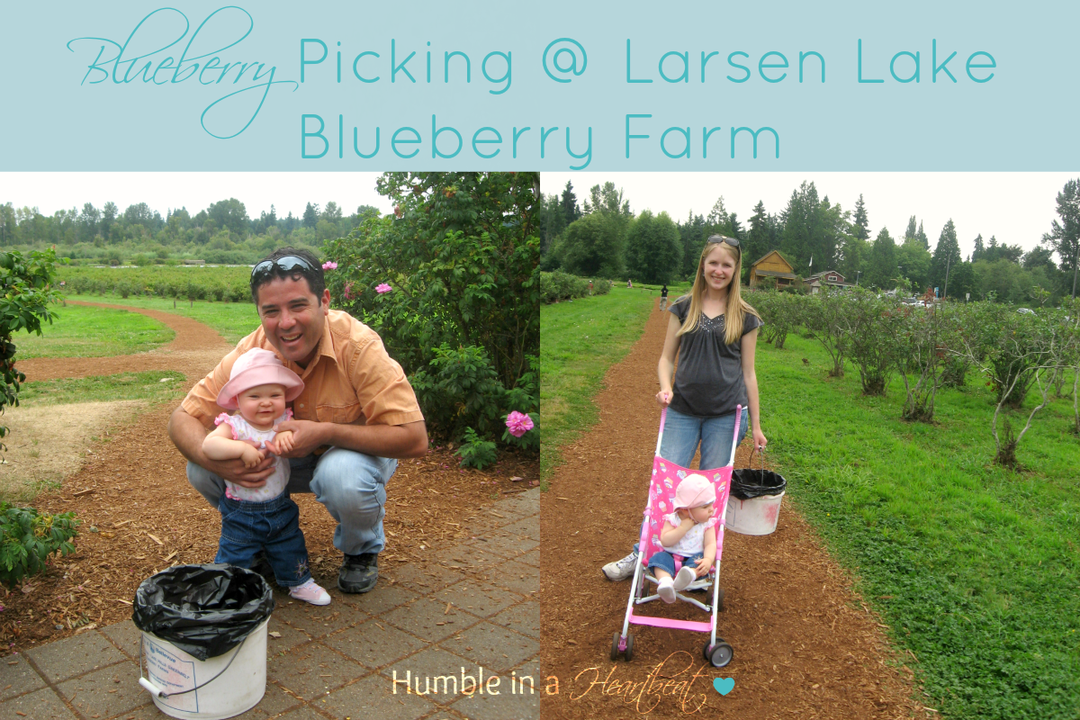 Blueberry Picking @ Larsen Lake Blueberry Farm