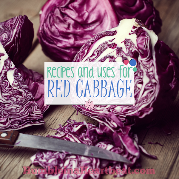 Salme bjerg Selvrespekt Leftover Ingredients: Red Cabbage | Feeding Our Flamingos